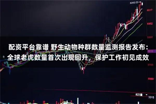 配资平台靠谱 野生动物种群数量监测报告发布：全球老虎数量首次出现回升，保护工作初见成效